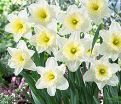 Нарцисс крупнокорончатый Белый (Narcissus Large Cup White) — фото 2