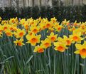 Нарцисс крупнокорончатый Желто-красный (Narcissus Large Cup Yellow-Red) — фото 2