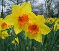 Нарцисс крупнокорончатый Желто-красный (Narcissus Large Cup Yellow-Red) — фото 3