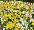 Нарцисс крупнокорончатый Микс (Narcissus Large Cupped Mix) — фото 3
