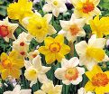 Нарцисс крупнокорончатый Микс (Narcissus Large Cupped Mix) — фото 5