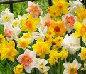 Нарцисс крупнокорончатый Микс (Narcissus Large Cupped Mix) — фото 8