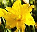 Нарцисс Куинс Дэй (Narcissus Queen's Day) — фото 3