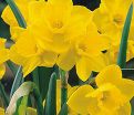 Нарцисс Куэйл (Narcissus Quail) — фото 3