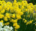 Нарцисс Куэйл (Narcissus Quail) — фото 4