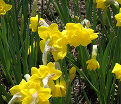 Нарцисс Куэйл (Narcissus Quail) — фото 5