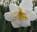 Нарцисс Лемон Бьюти (Narcissus Lemon Beauty) — фото 2