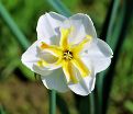Нарцисс Лемон Бьюти (Narcissus Lemon Beauty) — фото 3