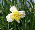 Нарцисс Лемон Бьюти (Narcissus Lemon Beauty) — фото 4