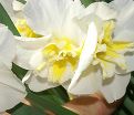 Нарцисс Лемон Бьюти (Narcissus Lemon Beauty) — фото 5
