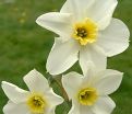 Нарцисс Лике (Narcissus Lieke) — фото 3
