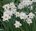 Нарцисс Маунт Худ (Narcissus Mount Hood) — фото 3