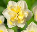 Нарцисс махровый Стар (Narcissus Double Star) — фото 3