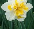 Нарцисс махровый Стар (Narcissus Double Star) — фото 4