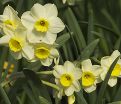 Нарцисс Минноу (Narcissus Minnow) — фото 3