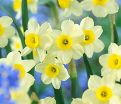 Нарцисс Минноу (Narcissus Minnow) — фото 5