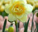 Нарцисс Мэнли (Narcissus Manly) — фото 2