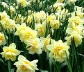 Нарцисс Мэнли (Narcissus Manly) — фото 3