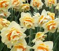 Нарцисс Мэнли (Narcissus Manly) — фото 4
