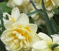 Нарцисс Мэнли (Narcissus Manly) — фото 5