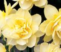 Нарцисс Мэнли (Narcissus Manly) — фото 6