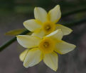 Нарцисс Нью Бэйби (Narcissus New Baby) — фото 2