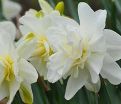 Нарцисс Обдам (Narcissus Obdam) — фото 2