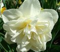 Нарцисс Обдам (Narcissus Obdam) — фото 4