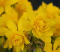 Нарцисс Одорус Пленус (Narcissus odorus plenus) — фото 2