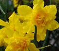 Нарцисс Одорус Пленус (Narcissus odorus plenus) — фото 3