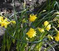 Нарцисс Одорус Пленус (Narcissus odorus plenus) — фото 4