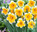 Нарцисс Оранжери (Narcissus Orangery) — фото 3