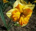 Нарцисс Оранжери (Narcissus Orangery) — фото 5
