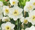 Нарцисс Папиллон Бланк (Narcissus Papillon Blanc) — фото 2