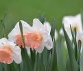 Нарцисс Пинк Парасол (Narcissus Pink Parasol) — фото 2