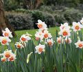 Нарцисс Пинк Чарм (Narcissus Pink Charm) — фото 2