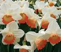 Нарцисс Пинк Чарм (Narcissus Pink Charm) — фото 4