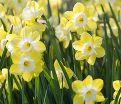 Нарцисс Пипит (Narcissus Pipit) — фото 3