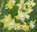 Нарцисс Пипит (Narcissus Pipit) — фото 4