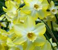 Нарцисс Пипит (Narcissus Pipit) — фото 6