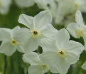 Нарцисс Полар Айс (Narcissus Polar Ice) — фото 2