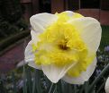 Нарцисс Принтал (Narcissus Printal) — фото 2