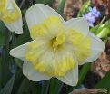 Нарцисс Принтал (Narcissus Printal) — фото 3