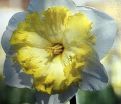 Нарцисс Принтал (Narcissus Printal) — фото 5