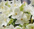 Нарцисс Пэпервайт / бумаговидный (Narcissus Paperwhite / papyraceus) — фото 2