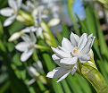 Нарцисс Пэпервайт / бумаговидный (Narcissus Paperwhite / papyraceus) — фото 4