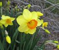Нарцисс Ред Девон (Narcissus Red Devon) — фото 2