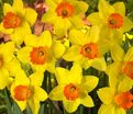 Нарцисс Ред Девон (Narcissus Red Devon) — фото 3