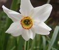Нарцисс Рекурвус (Narcissus Recurvus) — фото 2