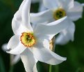 Нарцисс Рекурвус (Narcissus Recurvus) — фото 5